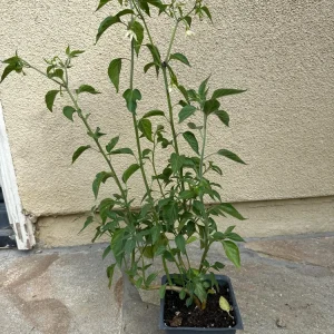 Black Cobra Chili Live Plant - Capsicum Annuum, 4