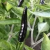 Black Cobra Chili Live Plant - Capsicum Annuum, 4" Pot, 14" Tall - Image 1