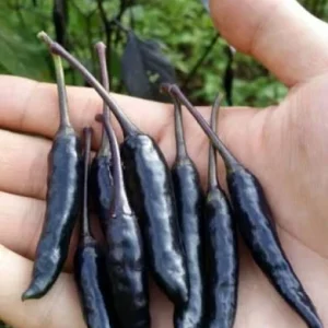 Black Cobra Chili Live Plant - Capsicum Annuum, 4