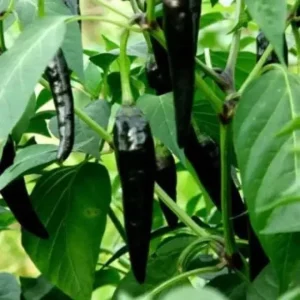 Black Cobra Chili Live Plant - Capsicum Annuum, 4