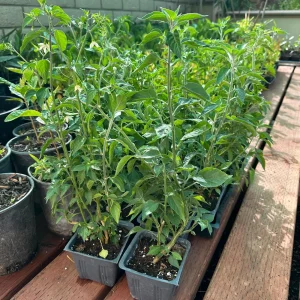 Black Cobra Chili Live Plant - Capsicum Annuum, 4