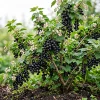 Black Currant Live Plant - Cold Hardy Fruiting Shrub, 6-12" Tall, Zone 3-8 - Image 1