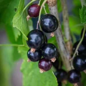 Black Currant Live Plant - Cold Hardy Fruiting Shrub, 6-12