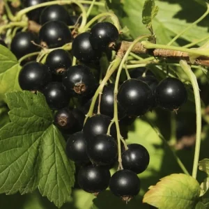 Black Currant Live Plant - Cold Hardy Fruiting Shrub, 6-12