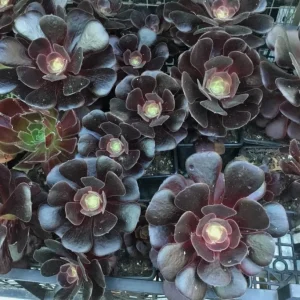 Black Echeveria Succulent Live Plant, Rose Aeonium Black, 2