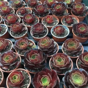 Black Echeveria Succulent Live Plant, Rose Aeonium Black, 2