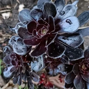 Black Echeveria Succulent Live Plant, Rose Aeonium Black, 2