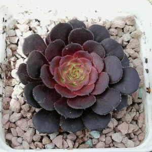 Black Echeveria Succulent Live Plant, Rose Aeonium Black, 2
