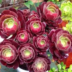 Black Echeveria Succulent Live Plant, Rose Aeonium Black, 2