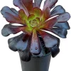Black Echeveria Succulent Live Plant, Rose Aeonium Black, 2" Pot, Indoor/Outdoor - Image 1