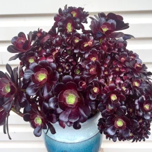 Black Echeveria Succulent Live Plant, Rose Aeonium Black, 2