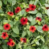 Black Eyed Susan Vine 'Brownie' Thunbergia Live Starter Plant 6-12" Tall - Image 1