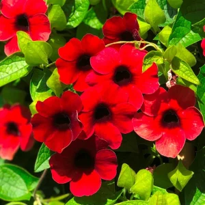Black Eyed Susan Vine 'Sunny Susy Cherry' Live Plant - Red Flowers, 4-6