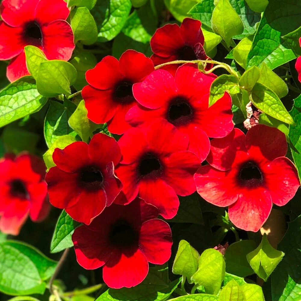 Black Eyed Susan Vine 'Sunny Susy Cherry' Live Plant - Red Flowers, 4-6" Tall Starter - Image 2