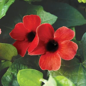 Black Eyed Susan Vine 'Sunny Susy Cherry' Live Plant - Red Flowers, 4-6