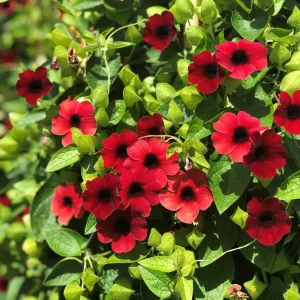 Black Eyed Susan Vine 'Sunny Susy Cherry' Live Plant - Red Flowers, 4-6