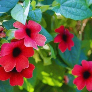 Black Eyed Susan Vine 'Sunny Susy Cherry' Live Plant - Red Flowers, 4-6" Tall Starter - Image 1