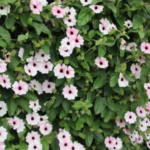 Black Eyed Susan Vine 'Sunny Susy Pink Beauty' Thunbergia Live Starter Plant, 6-12 inches tall - Image 2