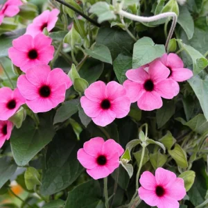 Black Eyed Susan Vine 'Sunny Susy Pink Beauty' Thunbergia Live Starter Plant, 6-12 inches tall - Image 1