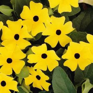 Black Eyed Susan Vine 'Yellow Dark Eye' Live Plant - Yellow Flowers, 8-12