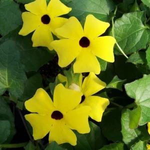 Black Eyed Susan Vine 'Yellow Dark Eye' Live Plant - Yellow Flowers, 8-12