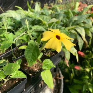 Black Eyed Susan Vine 'Yellow Dark Eye' Live Plant - Yellow Flowers, 8-12