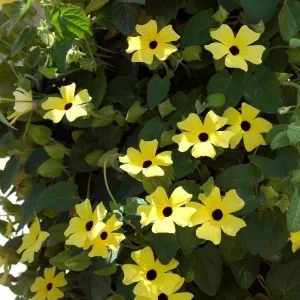 Black Eyed Susan Vine 'Yellow Dark Eye' Live Plant - Yellow Flowers, 8-12" Tall Starter - Image 1