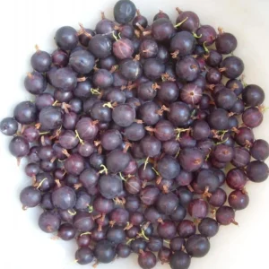 Black Gooseberry Live Plant - Ribes nigrum Bush, 6-12