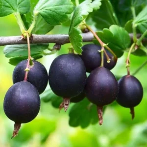 Black Gooseberry Live Plant - Ribes nigrum Bush, 6-12