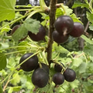 Black Gooseberry Live Plant - Ribes nigrum Bush, 6-12