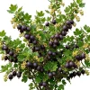 Black Gooseberry Live Plant - Ribes nigrum Bush, 6-12" Tall, Cold Hardy Zones 3-8 - Image 1