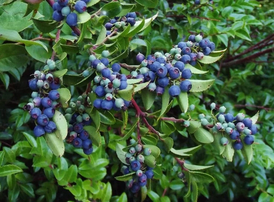 Black Huckleberry Live Plant - Gaylussacia baccata Shrub, 5 Inch Pot - Image 2