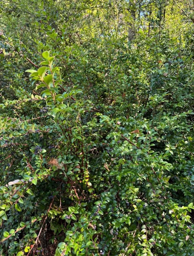 Black Huckleberry Live Plant - Gaylussacia baccata Shrub, 5 Inch Pot - Image 3