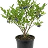 Black Huckleberry Live Plant - Gaylussacia baccata Shrub, 5 Inch Pot - Image 1