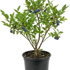 Black Huckleberry Live Plant - Gaylussacia baccata Shrub, 5 Inch Pot - Image 1