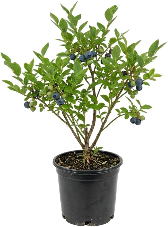 Black Huckleberry Live Plant - Gaylussacia baccata Shrub, 5 Inch Pot - Image 1