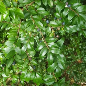 Black Huckleberry Live Plant - Gaylussacia baccata Shrub, 5 Inch Pot - Image 4