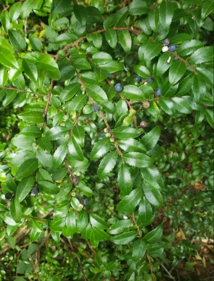 Black Huckleberry Live Plant - Gaylussacia baccata Shrub, 5 Inch Pot - Image 4