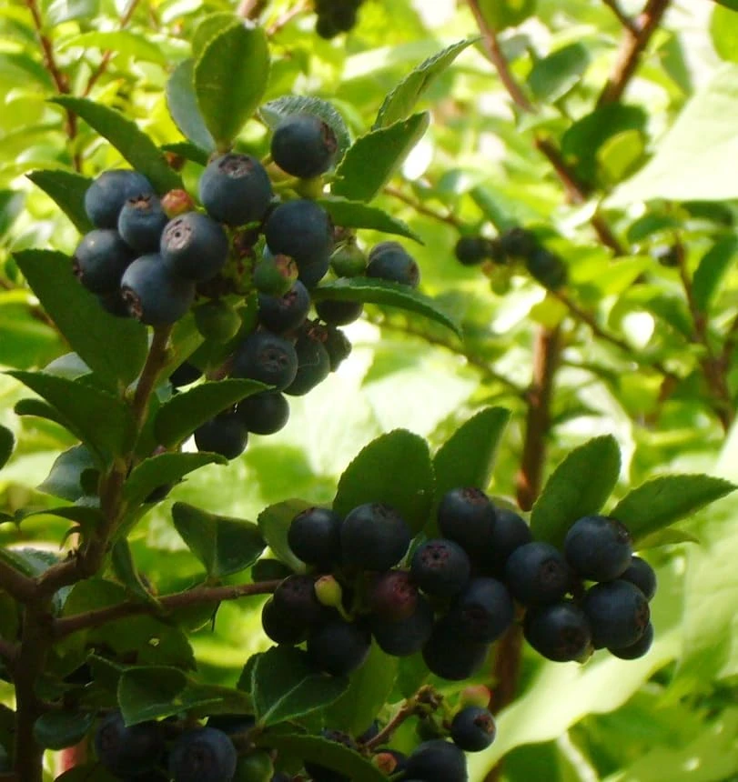 Black Huckleberry Live Plant - Gaylussacia baccata Shrub, 5 Inch Pot - Image 5