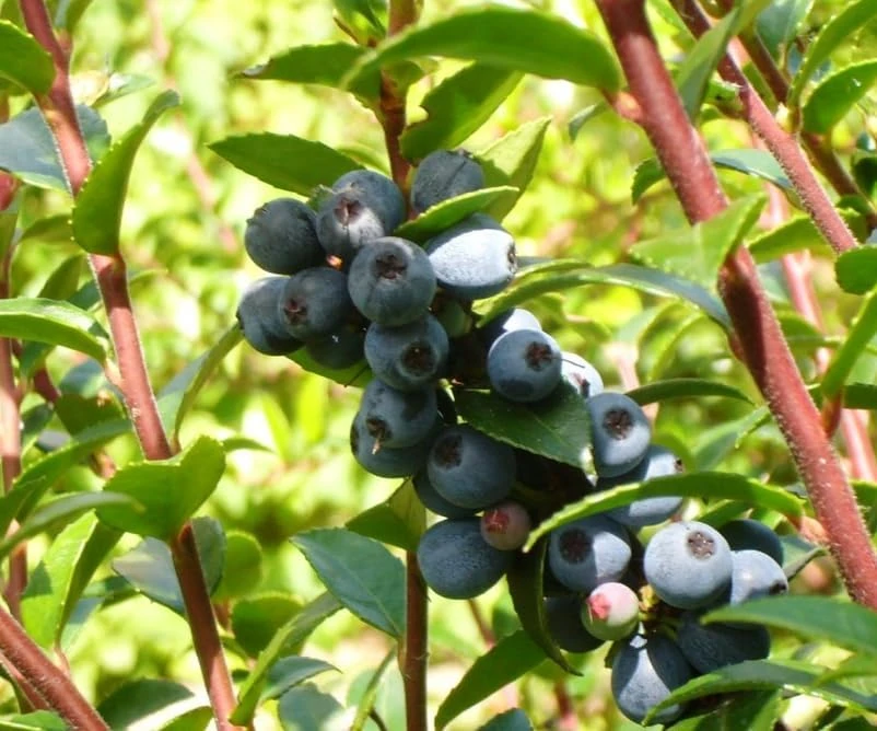 Black Huckleberry Live Plant - Gaylussacia baccata Shrub, 5 Inch Pot - Image 6