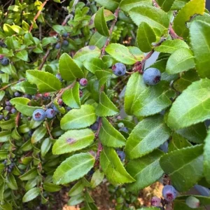 Black Huckleberry Live Plant - Gaylussacia baccata Shrub, 5 Inch Pot - Image 7
