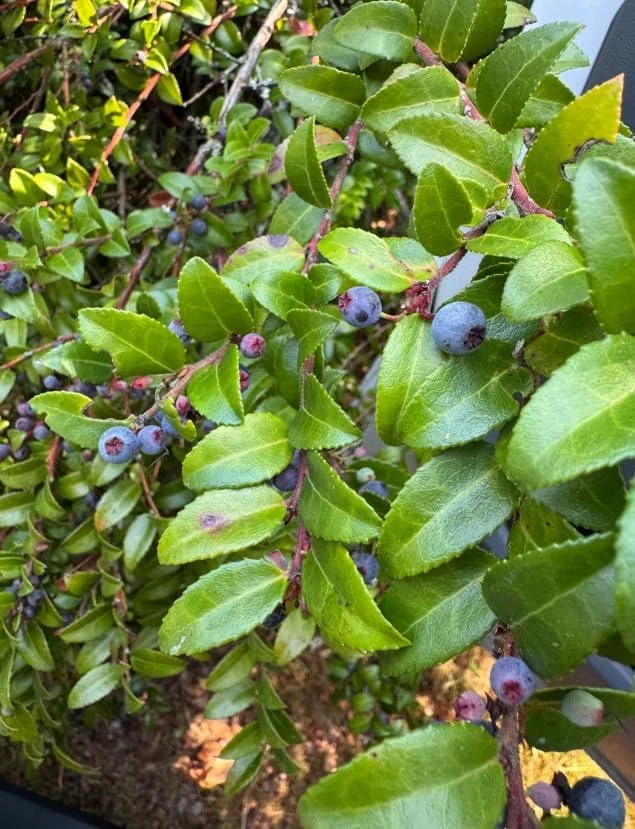Black Huckleberry Live Plant - Gaylussacia baccata Shrub, 5 Inch Pot - Image 7
