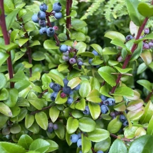 Black Huckleberry Live Plant - Sweet Berries Shrub, Gaylussacia Baccata, 6 Inch Pot - Image 3