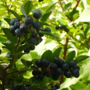 Black Huckleberry Live Plant - Sweet Berries Shrub, Gaylussacia Baccata, 6 Inch Pot - Image 4