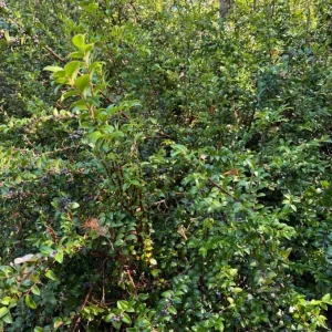 Black Huckleberry Live Plant - Sweet Berries Shrub, Gaylussacia Baccata, 6 Inch Pot - Image 7