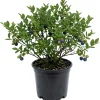 Black Huckleberry Live Plant - Sweet Berries Shrub, Gaylussacia Baccata, 6 Inch Pot - Image 1