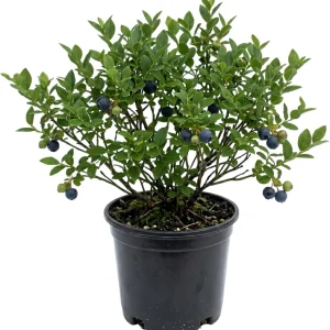 Black Huckleberry Live Plant - Sweet Berries Shrub, Gaylussacia Baccata, 6 Inch Pot - Image 1