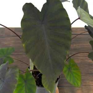 Black Ruffles Colocasia Live Plant - Elephant Ear, 1 Gallon Pot, Indoor/Outdoor - Image 11