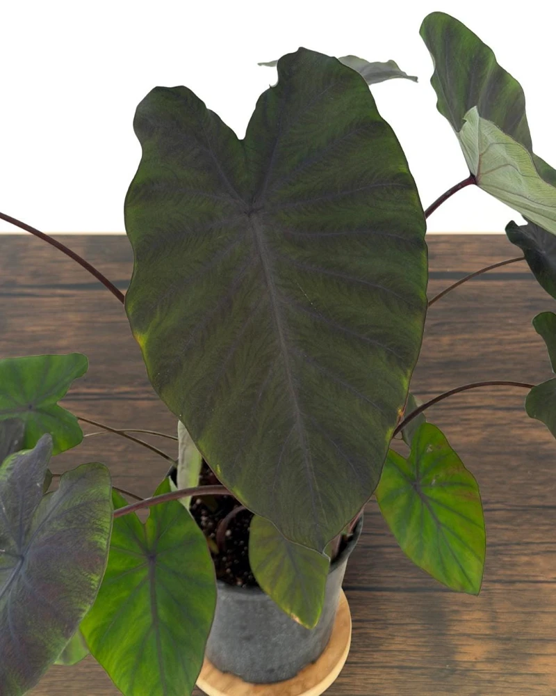 Black Ruffles Colocasia Live Plant - Elephant Ear, 1 Gallon Pot, Indoor/Outdoor - Image 11