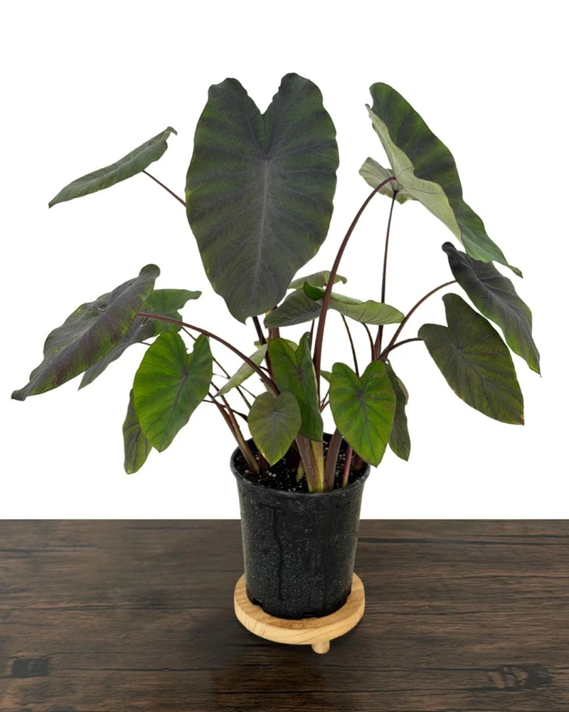 Black Ruffles Colocasia Live Plant - Elephant Ear, 1 Gallon Pot, Indoor/Outdoor - Image 7